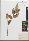 Foto von Salix pentandra L.